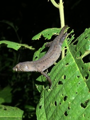 Gelanesaurus flavogularis