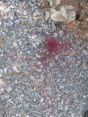 Cordylanthus tenuis brunneus