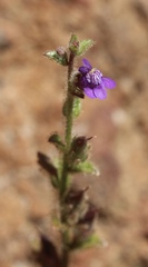 Sairocarpus pusillus