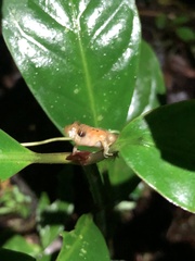 Pristimantis altamnis