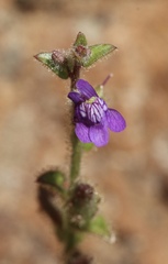 Sairocarpus pusillus