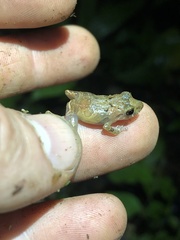 Pristimantis altamnis