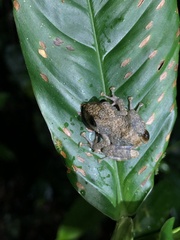 Pristimantis ventrimarmoratus