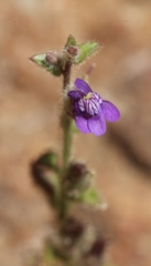 Sairocarpus pusillus