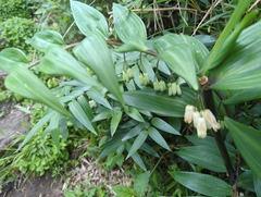 Polygonatum arisanense
