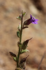 Sairocarpus pusillus