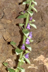 Sairocarpus pusillus