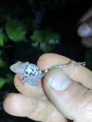 Pristimantis ventrimarmoratus