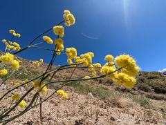 Eriogonum nudum westonii