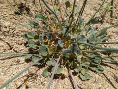 Eriogonum nudum westonii