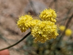 Eriogonum nudum westonii