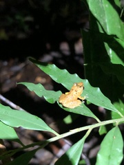Pristimantis altamnis