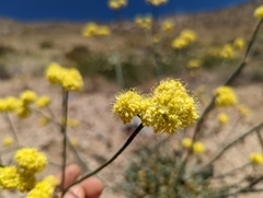 Eriogonum nudum westonii
