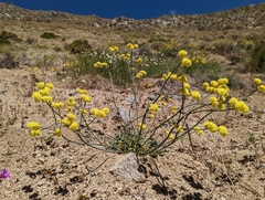 Eriogonum nudum westonii