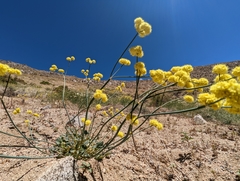 Eriogonum nudum westonii