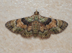 Gymnoscelis derogata