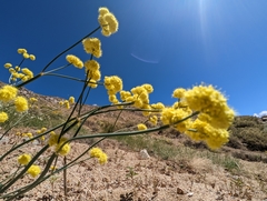 Eriogonum nudum westonii