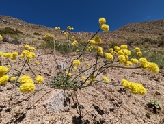 Eriogonum nudum westonii