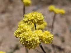 Eriogonum nudum westonii