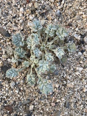 Eriogonum thurberi