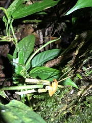 Pristimantis altamnis