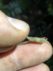 Pristimantis ujucami