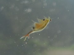 Eubranchipus oregonus