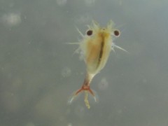 Eubranchipus oregonus