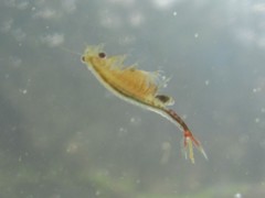 Eubranchipus oregonus