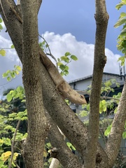 Calotes versicolor