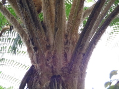 Sphaeropteris