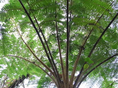 Sphaeropteris