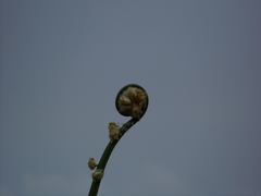 Alsophila firma