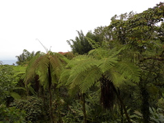 Alsophila firma