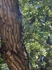 Populus fremontii fremontii