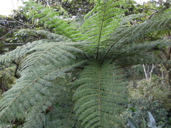 Alsophila firma