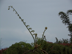 Alsophila firma