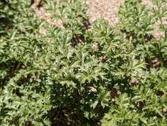 Tauschia parishii
