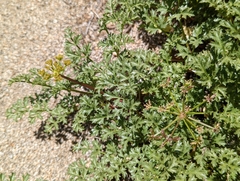 Tauschia parishii