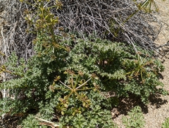 Tauschia parishii