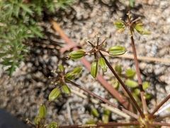 Tauschia parishii