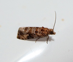 Lobesia xylistis