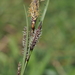 Carex flacca flacca - Photo (c) Kélian Gautier, osa oikeuksista pidätetään (CC BY-NC), lähettänyt Kélian Gautier