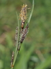 Carex flacca flacca - Photo (c) Kélian Gautier, some rights reserved (CC BY-NC), uploaded by Kélian Gautier