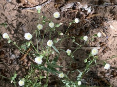 Malacothrix clevelandii