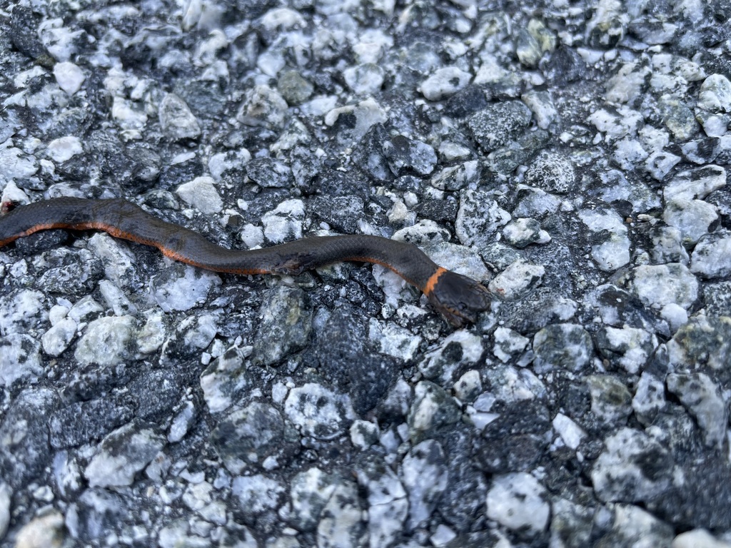 Pacific Ringneck Snake from Santa Clara County, CA, USA on April 20 ...