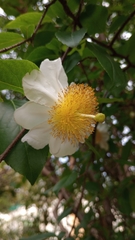 Oncoba spinosa