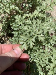 Tauschia parishii