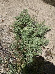 Tauschia parishii