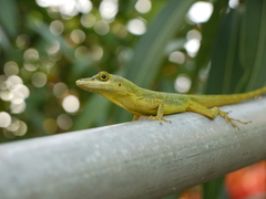 Bronze Anole photo 3